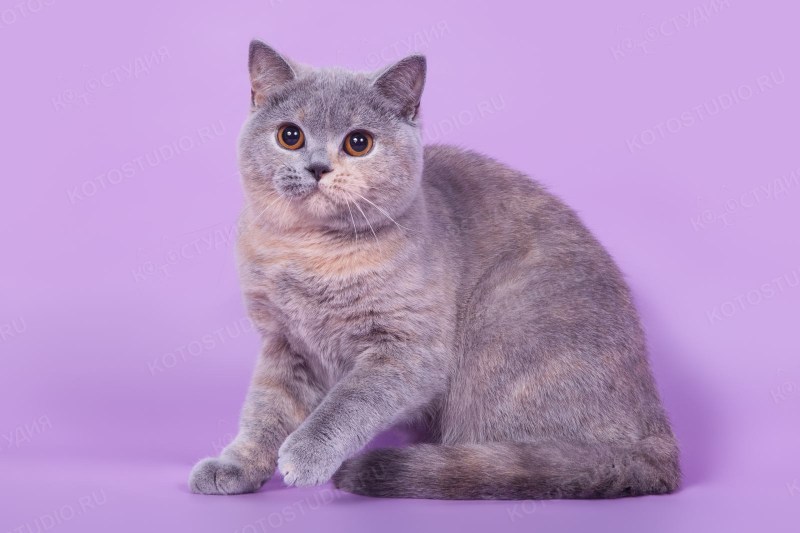 Британская короткошёрстная кошка
