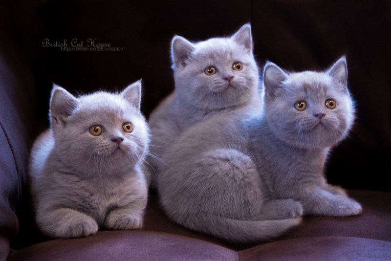 Котята британцы шотландцы