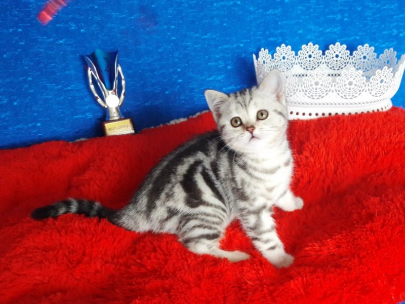 Шотландские прямоухие котята мраморного окраса
