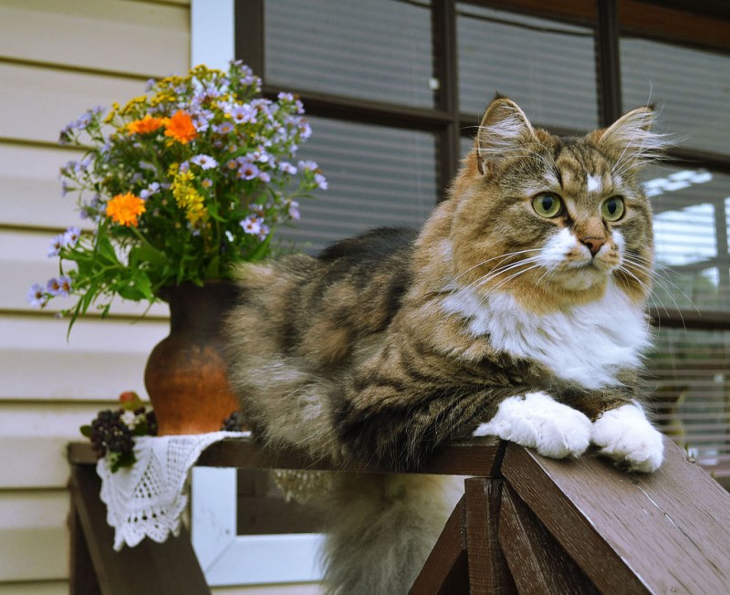 Роскошная кошка