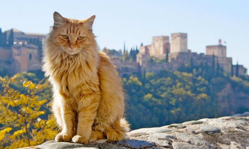 Granada Испания кот