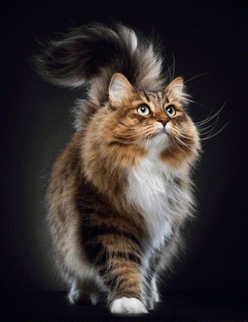 Сибирская кошка Ван