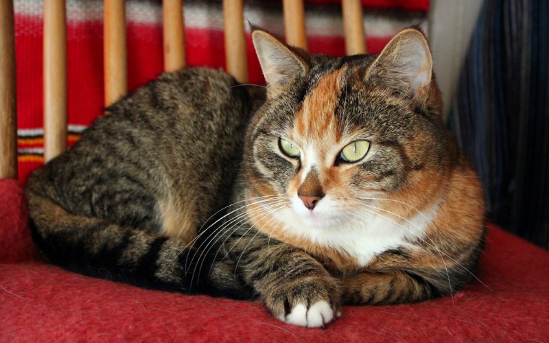 Лежачий кот