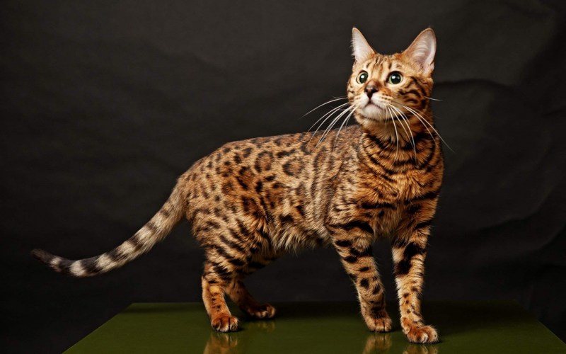 Бенгальская кошка
