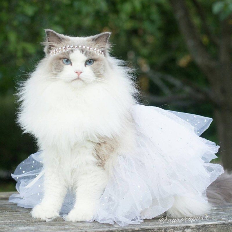 Кошка Аврора Рэгдолл