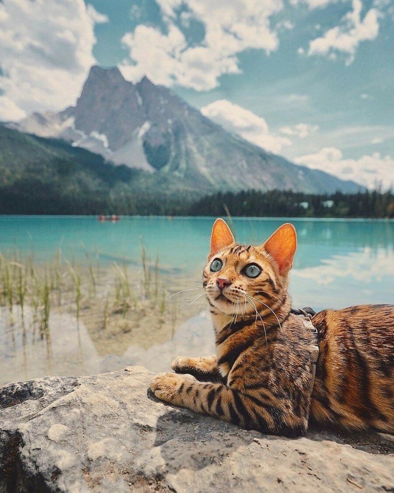 Сьюки кот путешественник