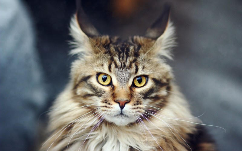 Котята Мейн кун
