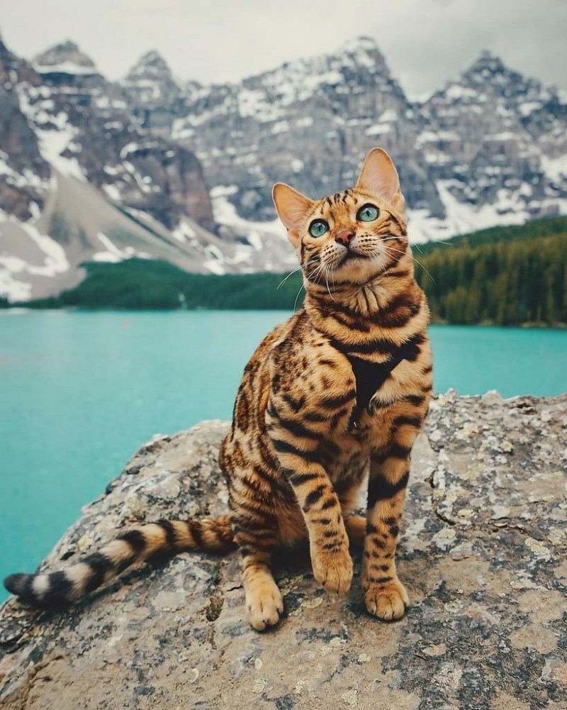 Бенгальская кошка путешественница