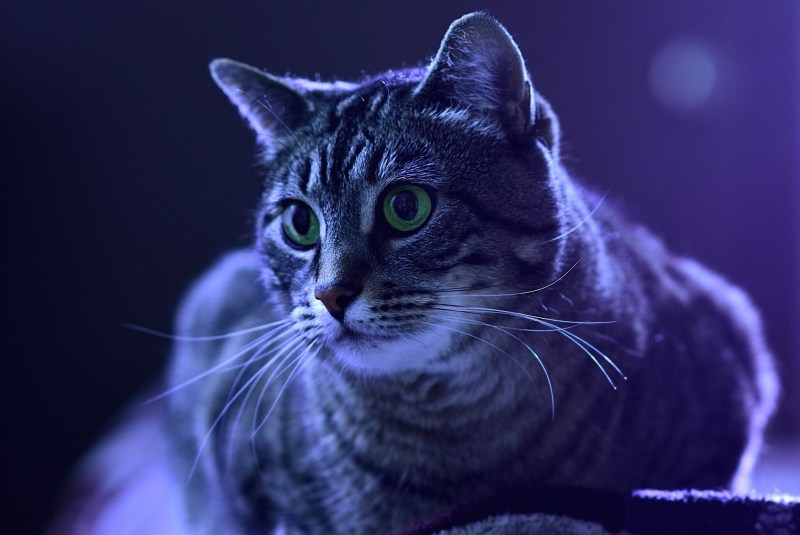 Котик на синем фоне