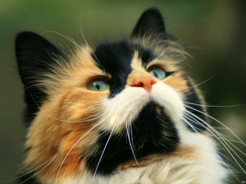 Трёхцветная кошка