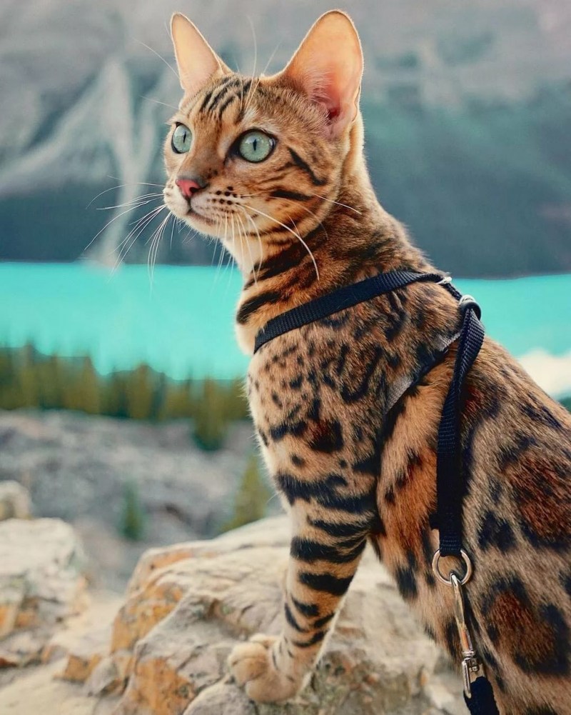 Енгаль Бенгальская кошка