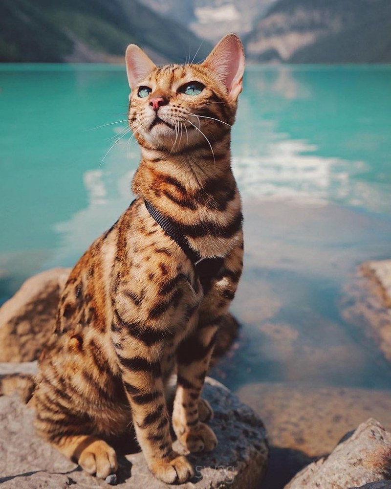 Бенгальский кот и кошка