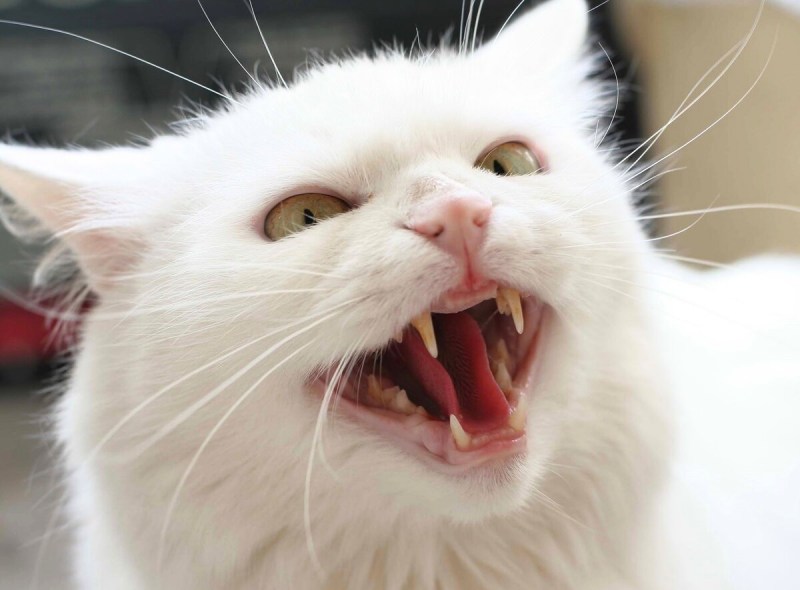 Наглая белая кошка