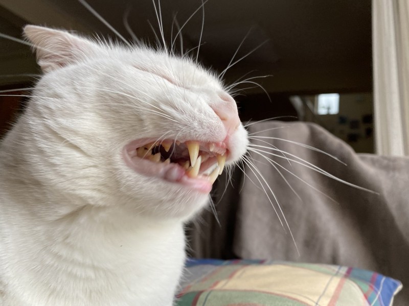 Котенок с открытым ртом