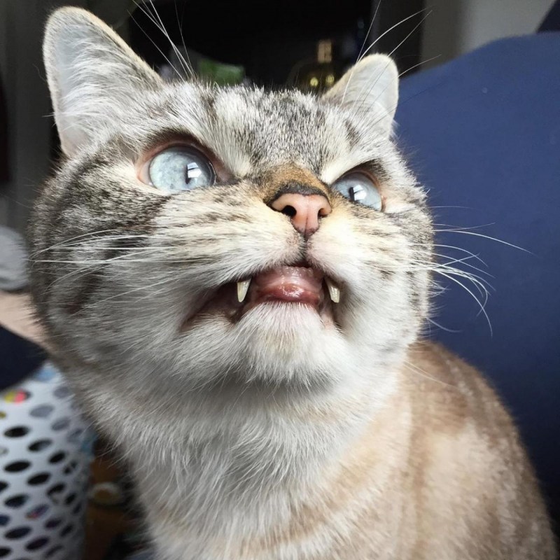 Сиамская кошка злая