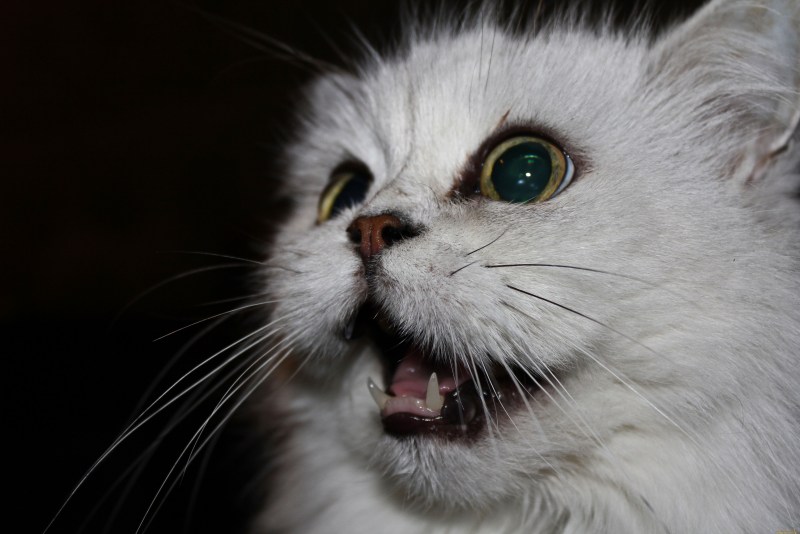 Кошка зевает