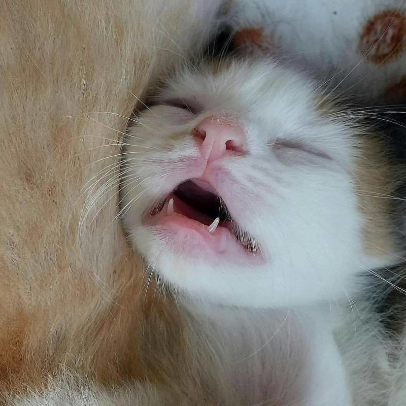 Кот с открытой пастью