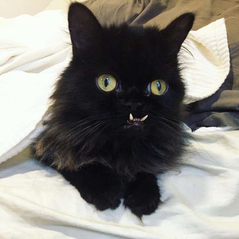 Страшный черный кот
