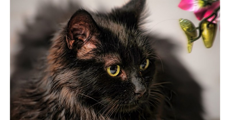 Тиффани котенок