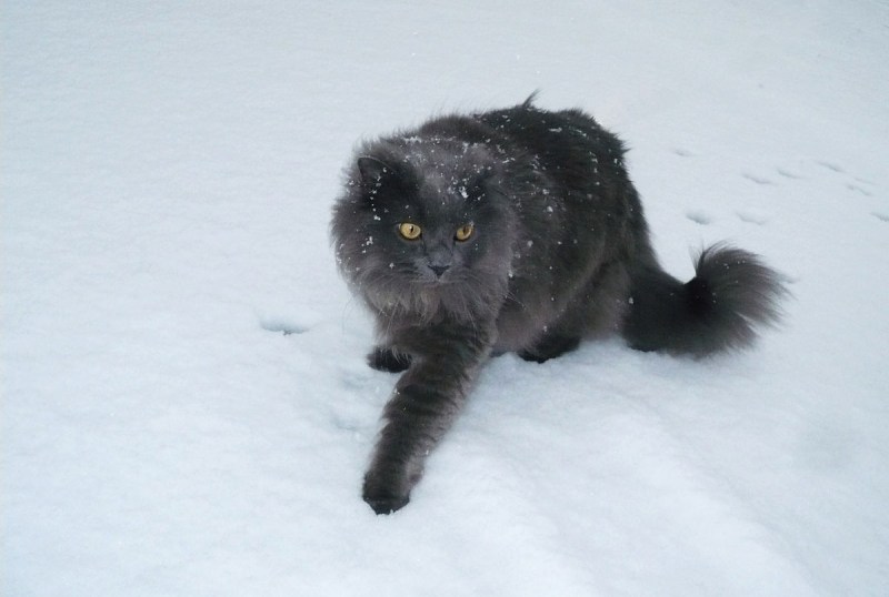 Кошки породы шантильи Тиффани породы