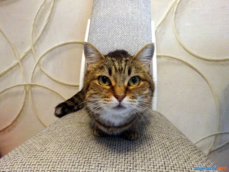 Моя кошка