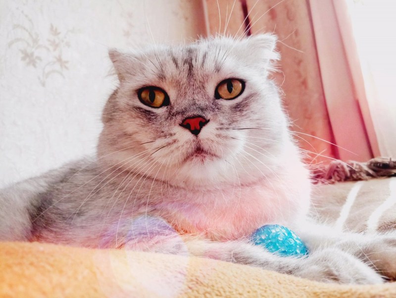 Кошка рассказывает