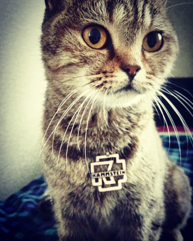 Кошка MOYU