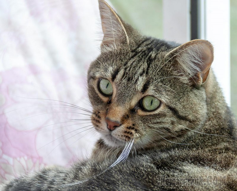 Фото моего кота
