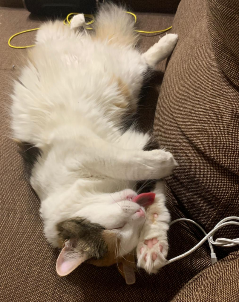 Кошачье дело