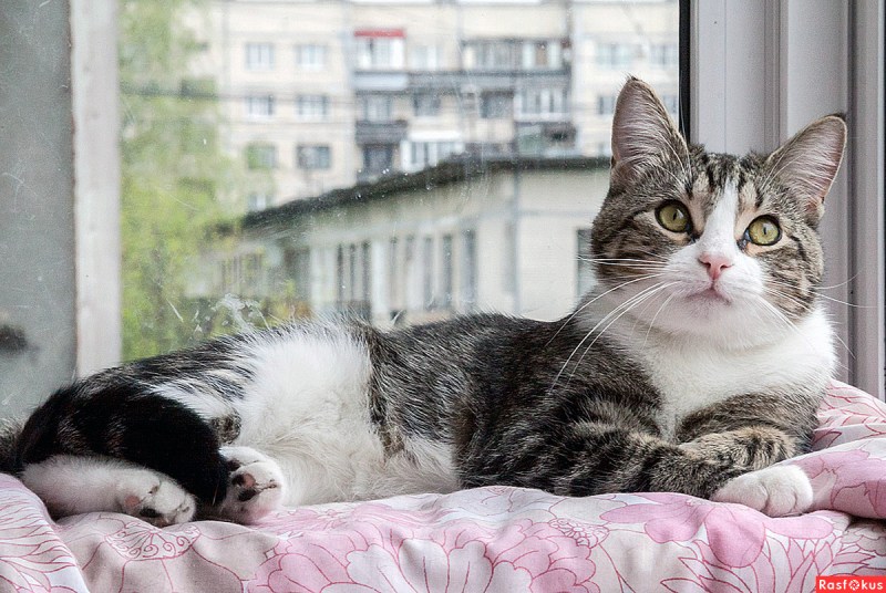 Моя кошка