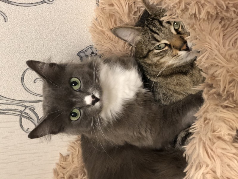 Кошек мне