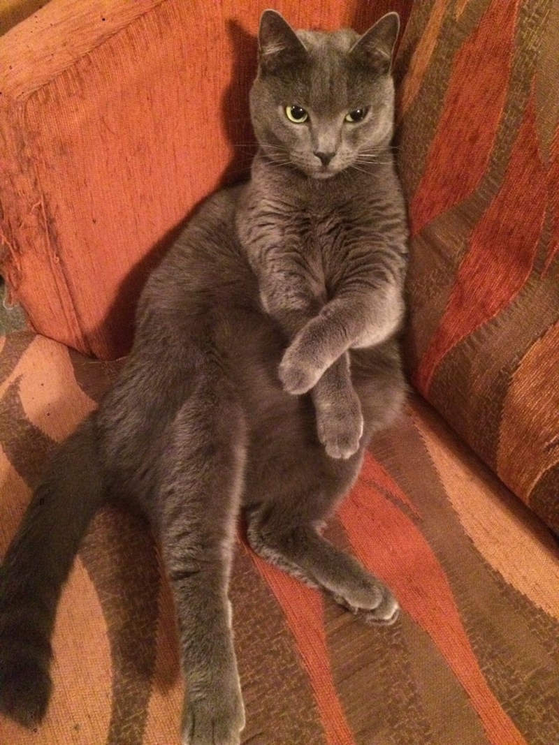 Прадед моего кота