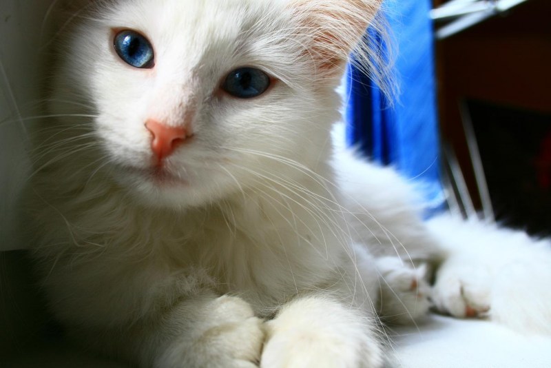 Моя кошка