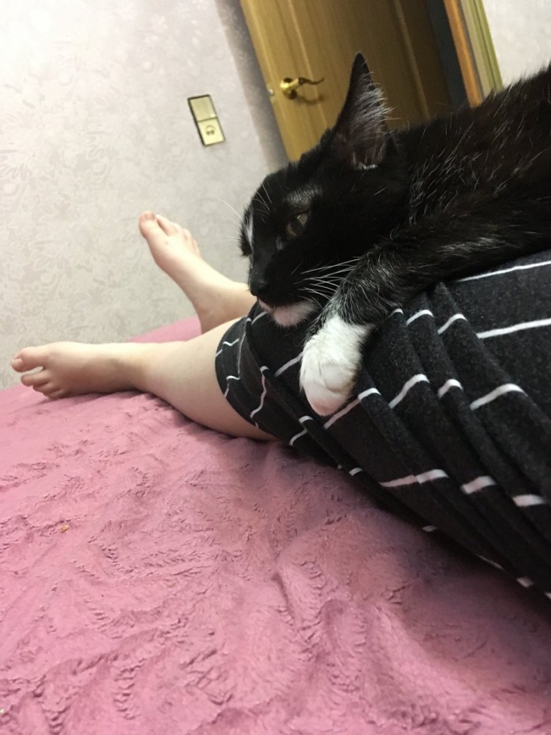 Котики 16:9