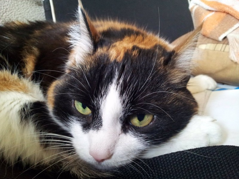Моя кошка