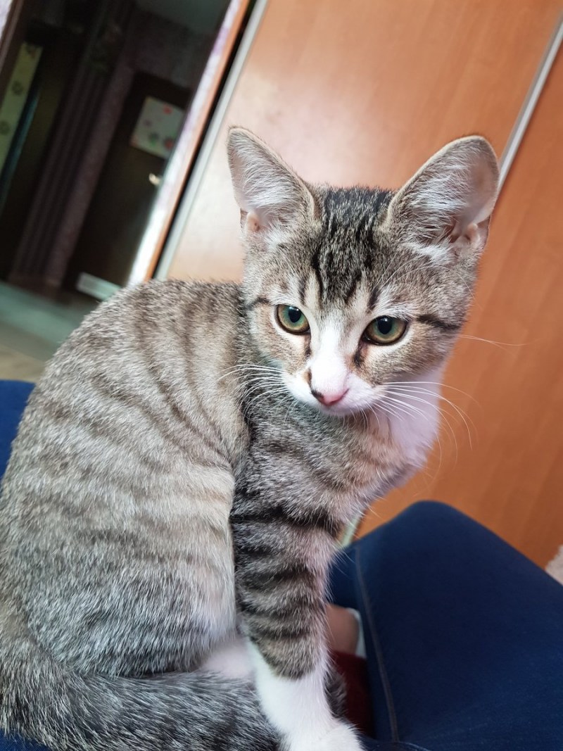 Моя кошка фото