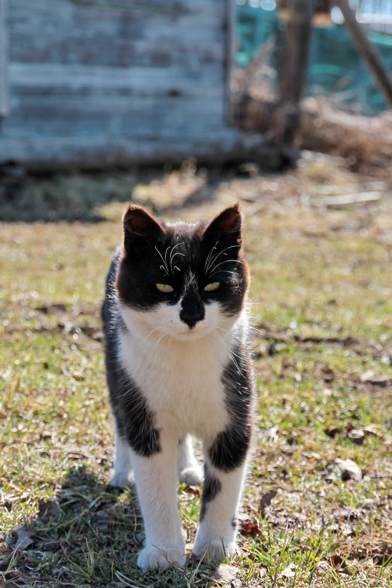 Мой кот и кошка