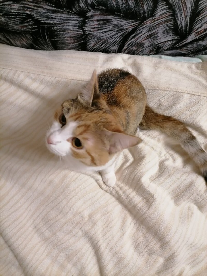 Львовские коты