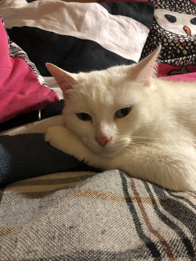 Кошечка Мия