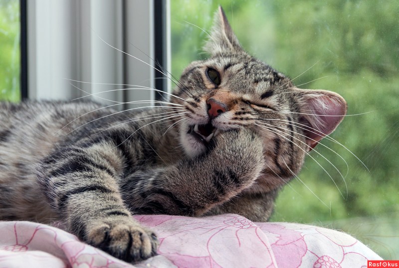 Коты с силами