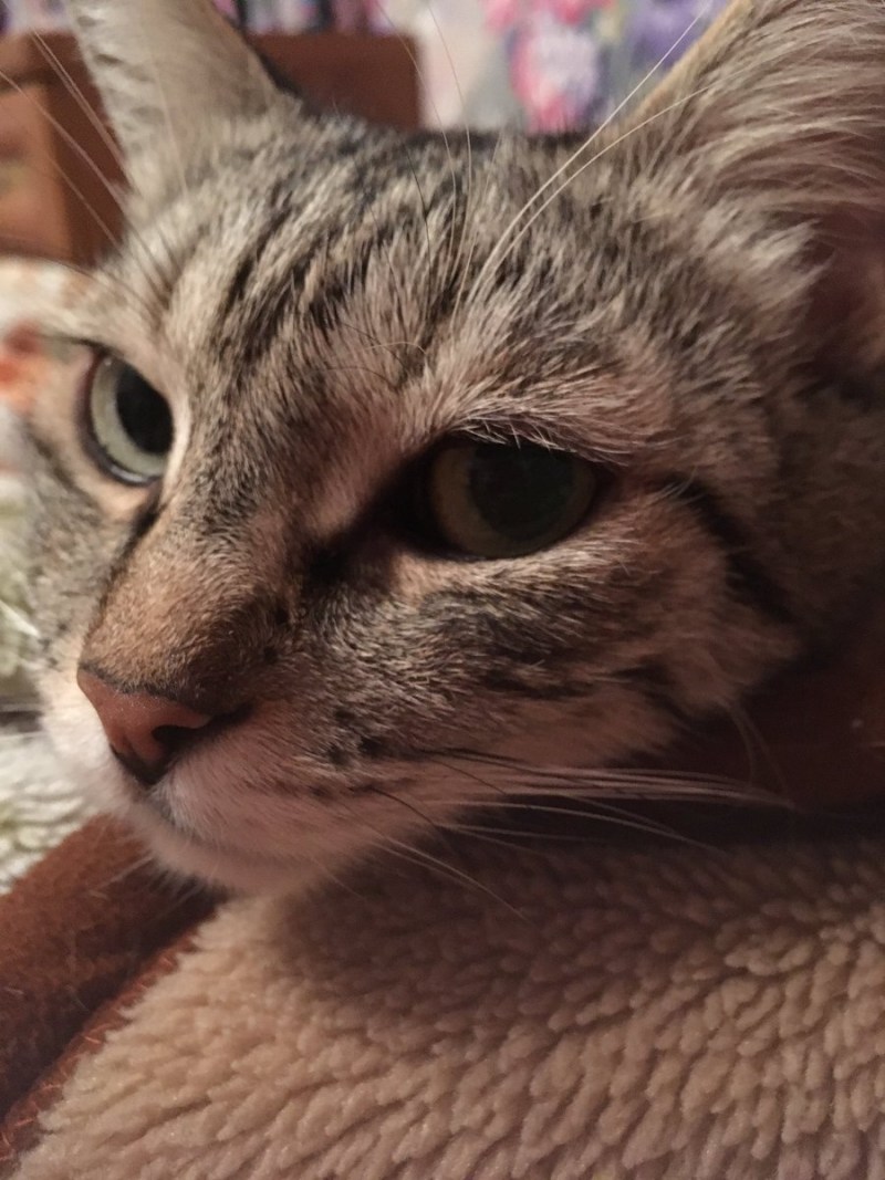 Кошка зло