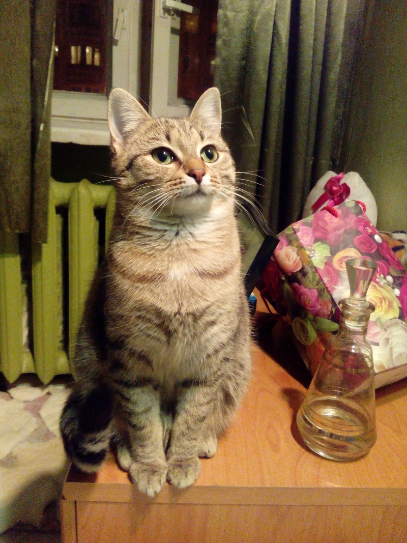 Моя кошка