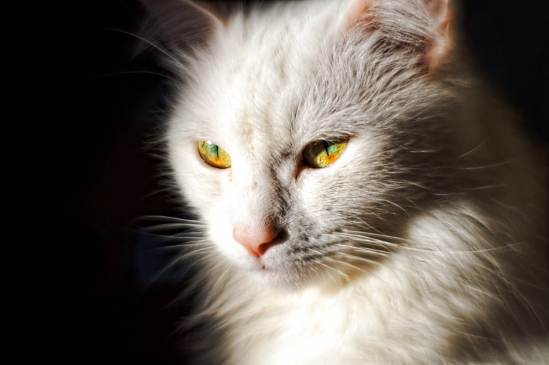 Моя кошка
