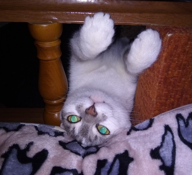 Кошка моя кошка моя