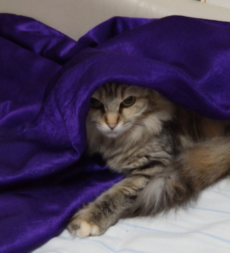 Мой домашний котик