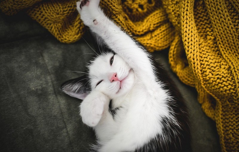 Котик потягивается
