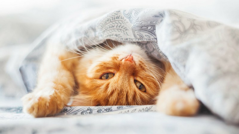 Кошка нежится
