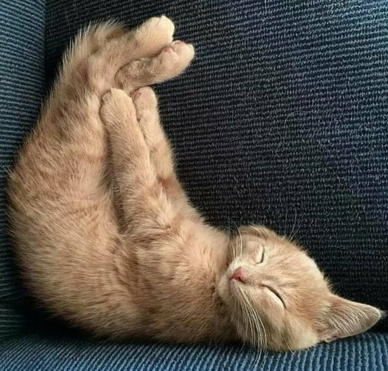 Кот потягивается