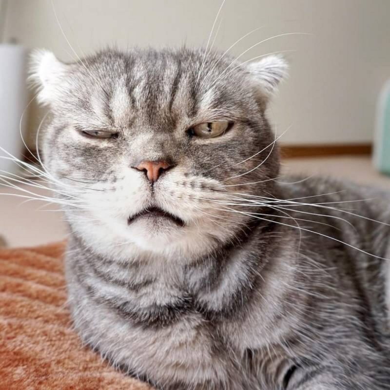 Кот которого разбудили