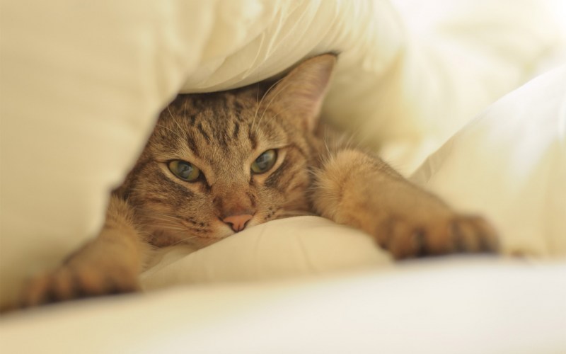 Кот под одеялом